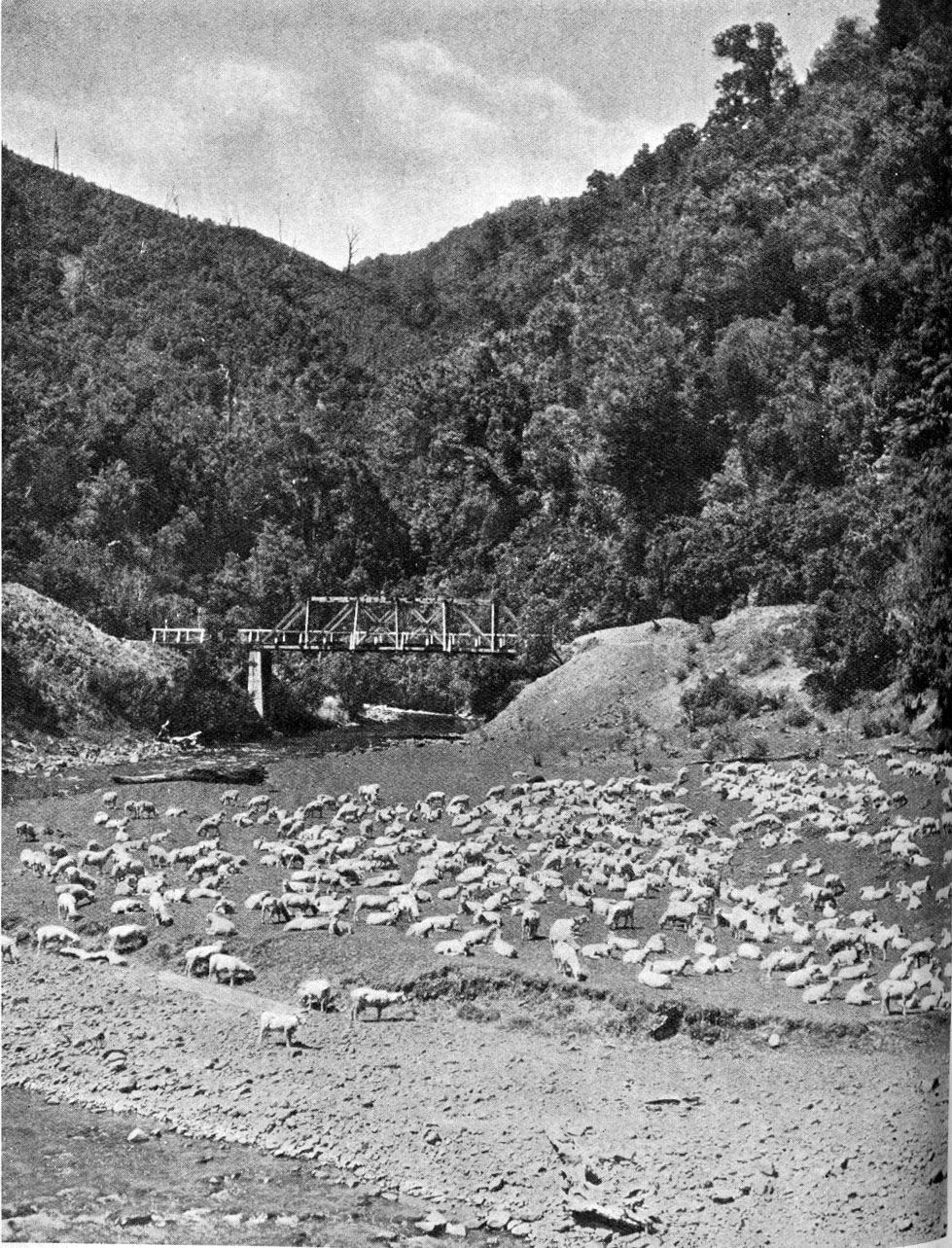 Sheep at Manganuku