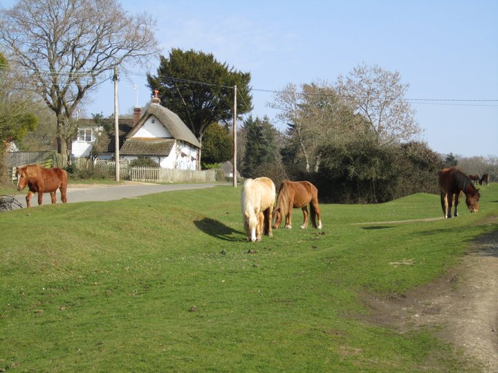 Woodgreen Common